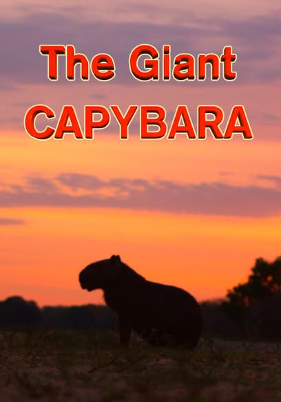 The Giant Capybara
