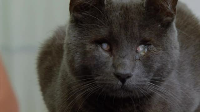 My cat from hell season retailer 8 episode 4