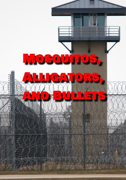 Mosquitos, Alligators, and Bullets