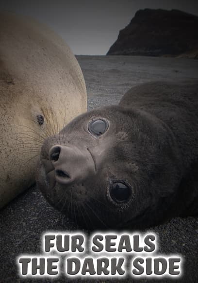 Fur Seals: The Dark Side