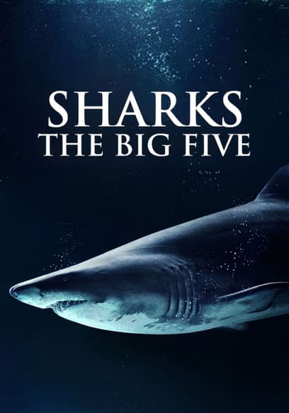 Sharks: The Big Five