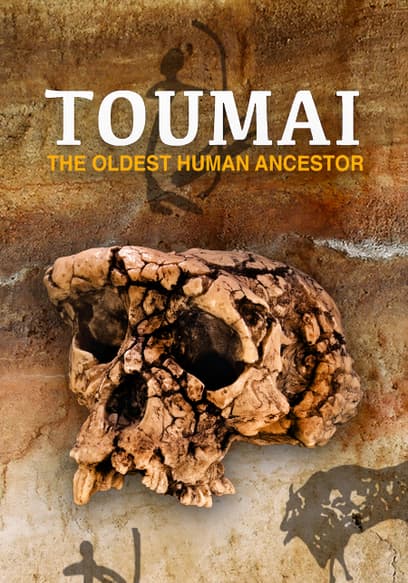 Toumai: The Oldest Human Ancestor