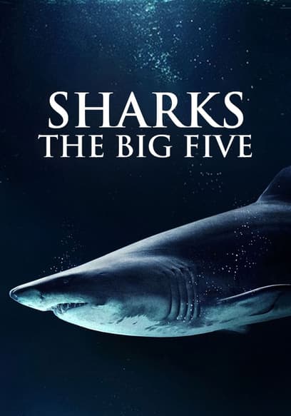 Sharks: The Big Five