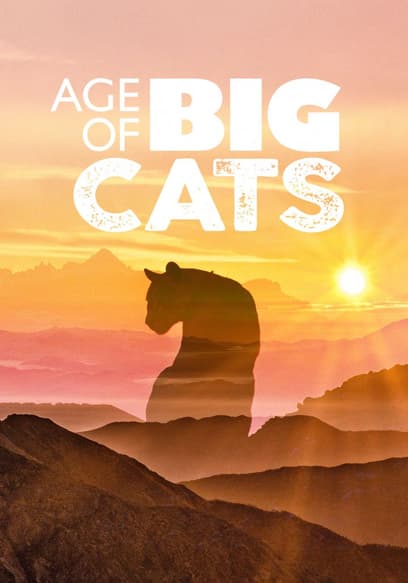 Age of Big Cats