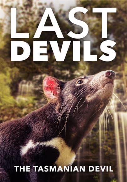Last Devils: The Tasmanian Devil