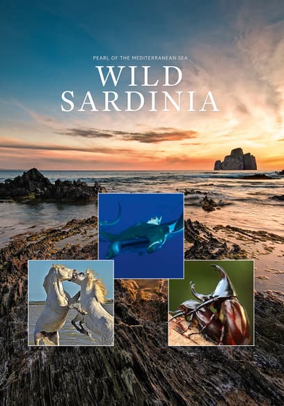Wild Sardinia: Pearl of the Meditteranean Sea