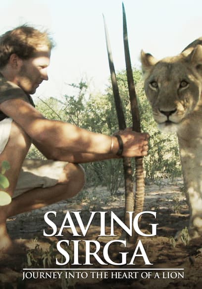 Saving Sirga: Journey Into the Heart of a Lion