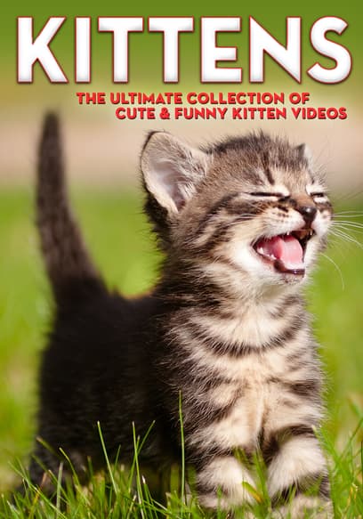 Kittens: The Ultimate Collection of Cute & Funny Kitten Videos