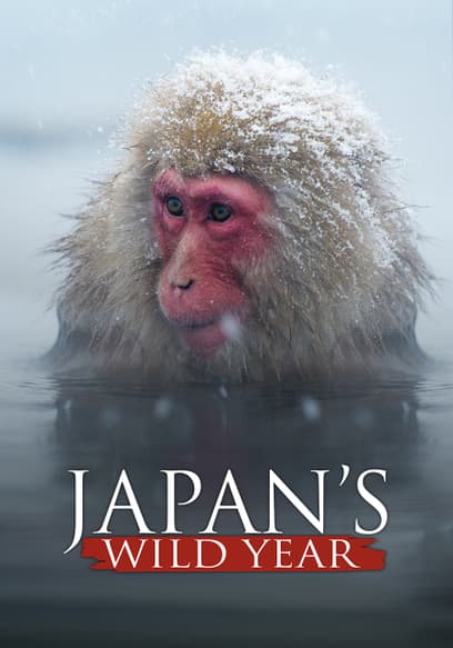Japan's Wild Year