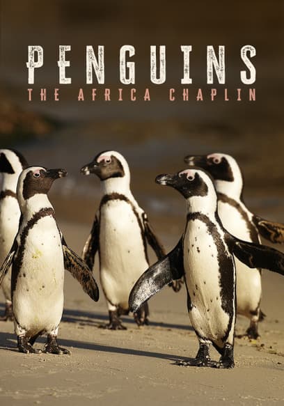 S01:E01 - Penguins: The African Chaplin