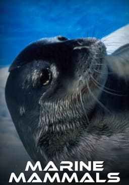 Watch Marine Mammals Free TV Shows Tubi