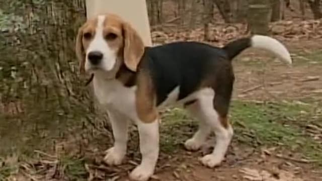 S01:E06 - Beagles