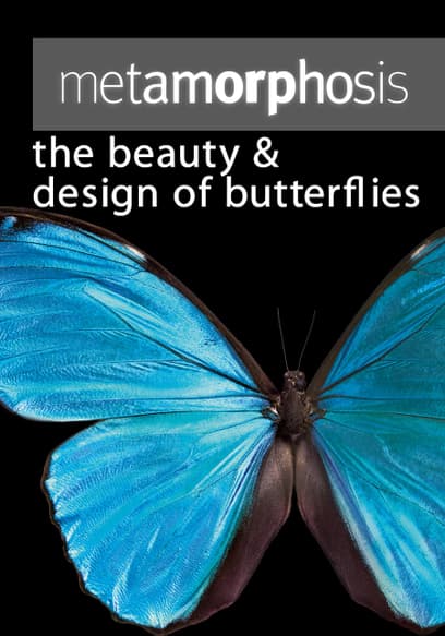 Metamorphosis: The Beauty and Design of Butterflies Origin
