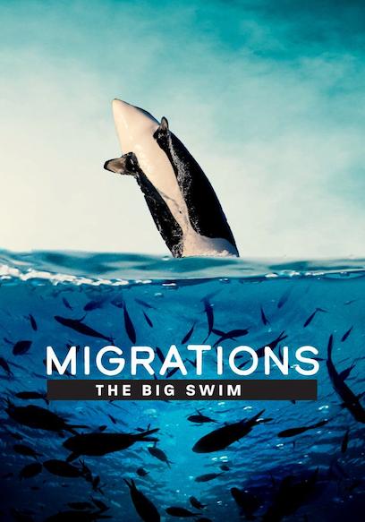 Migrations: The Big Swim