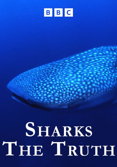 Sharks: The Truth