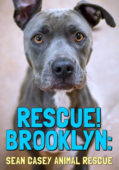 Rescue! Brooklyn: Sean Casey Animal Rescue