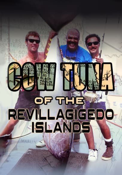 Cow Tuna of the Revillagigedo Islands