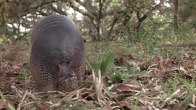 S11:E1101 - The Amazing Armadillo