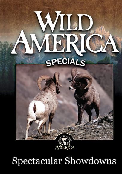 Wild America Specials: Spectacular Showdowns