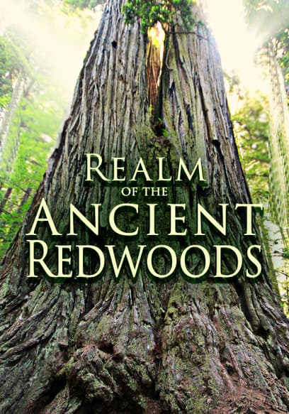 Realm of the Ancient Redwoods