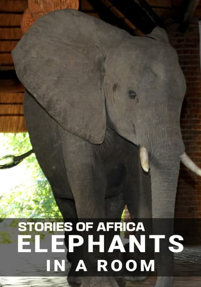 Stories of Africa: Elephants in the Room
