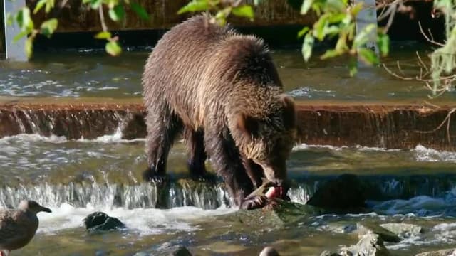 S01:E01 - The Great Bear Rainforest