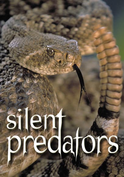 Silent Predators