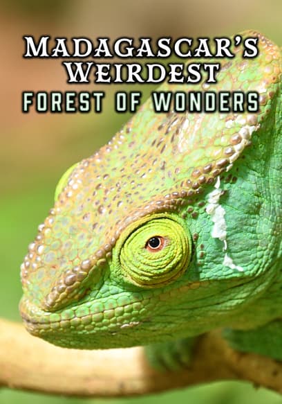Madagascar's Weirdest: Forest of Wonders