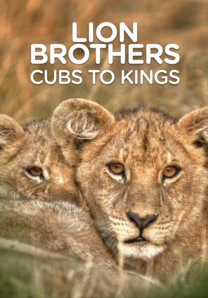 S01:E01 - Lion Brothers: Cubs to Kings