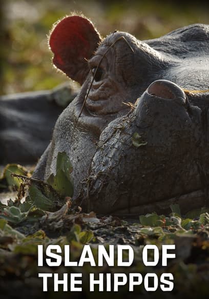Island of the Hippos