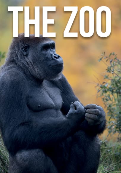 The Zoo