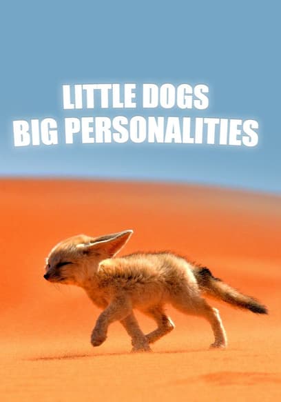 Little Dogs, Big Personalities