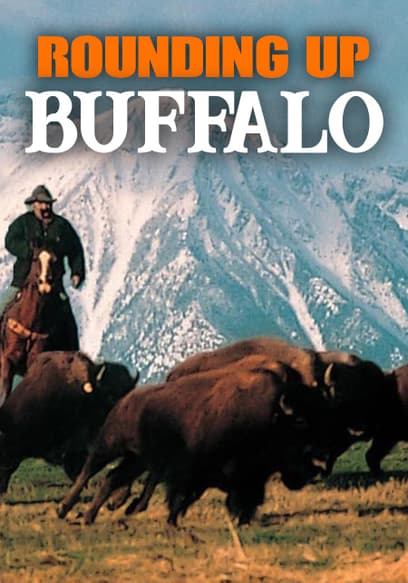Rounding Up Buffalo