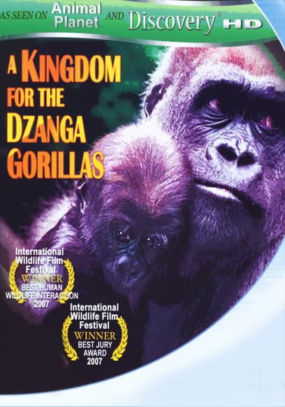 A Kingdom for the Dzanga Gorillas