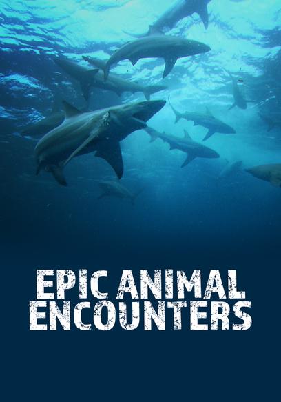 S01:E06 - Deadly Encounters