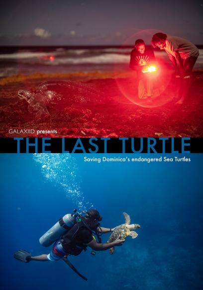 The Last Turtle