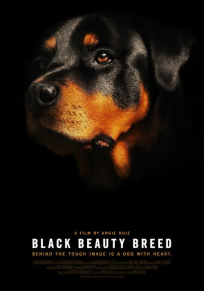 Black Beauty Breed