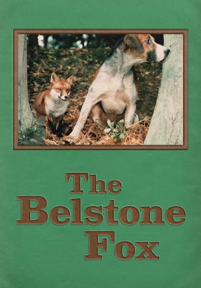 The Belstone Fox