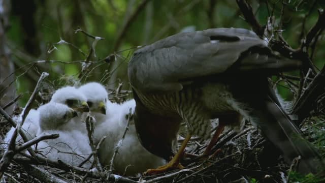 S01:E05 - Jungles of the Ocean: Canary Islands Laurel Forests