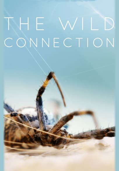 The Wild Connection