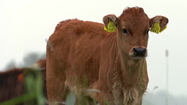 Watch Unnatural Selection S01E01 Unnatural Selection Free TV Shows