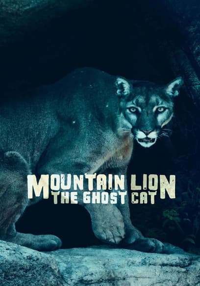 Mountain Lion: The Ghost Cat