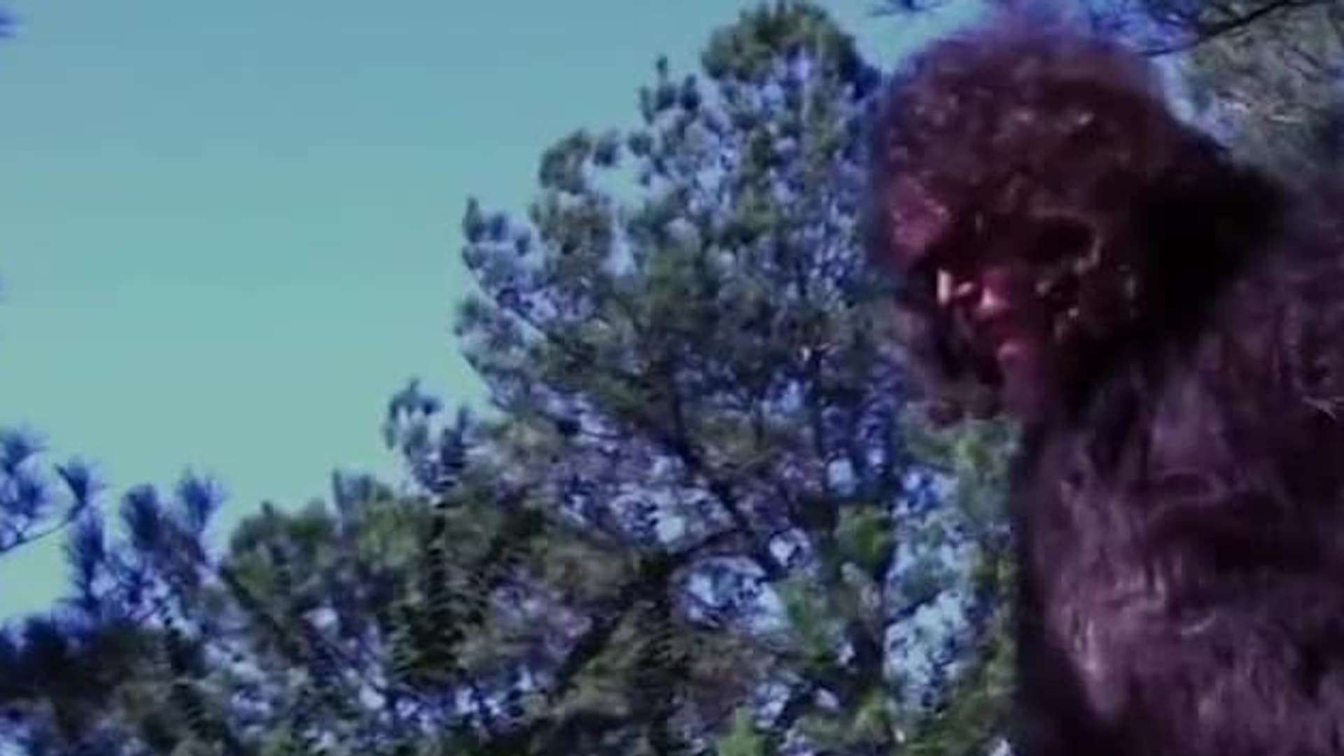 Watch Bridgewater Triangle Paranormal Vortex 2022 Free Movies Tubi