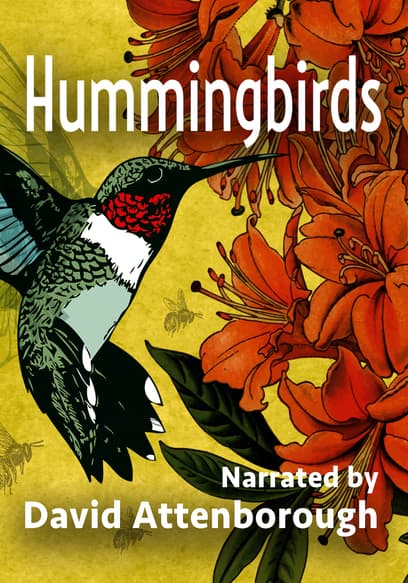 Hummingbirds