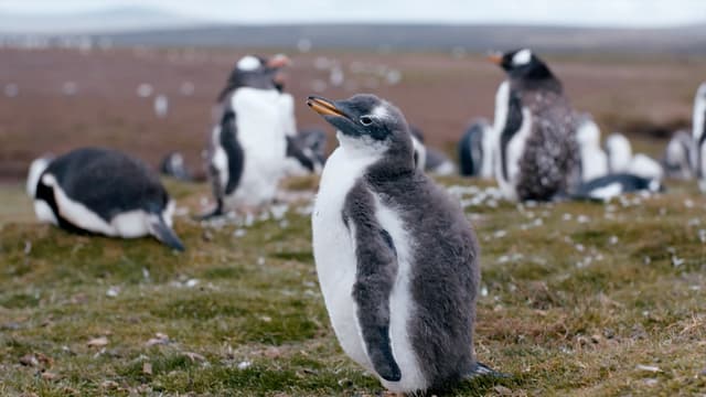 S02:E08 - Falkland Islands