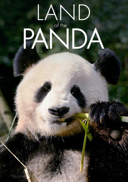 Land of the Panda