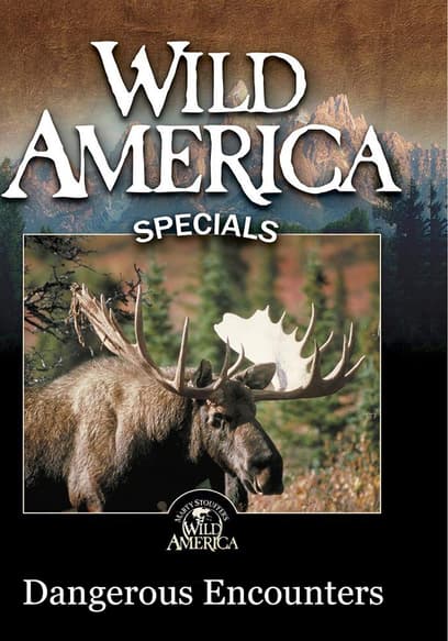 Wild America Specials: Dangerous Encounters