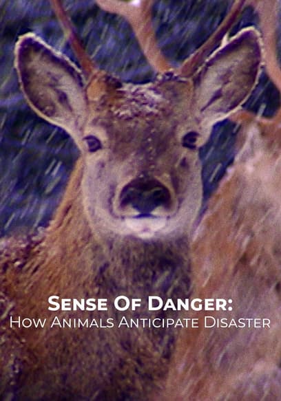 Sense of Danger: How Animals Anticipate Disaster