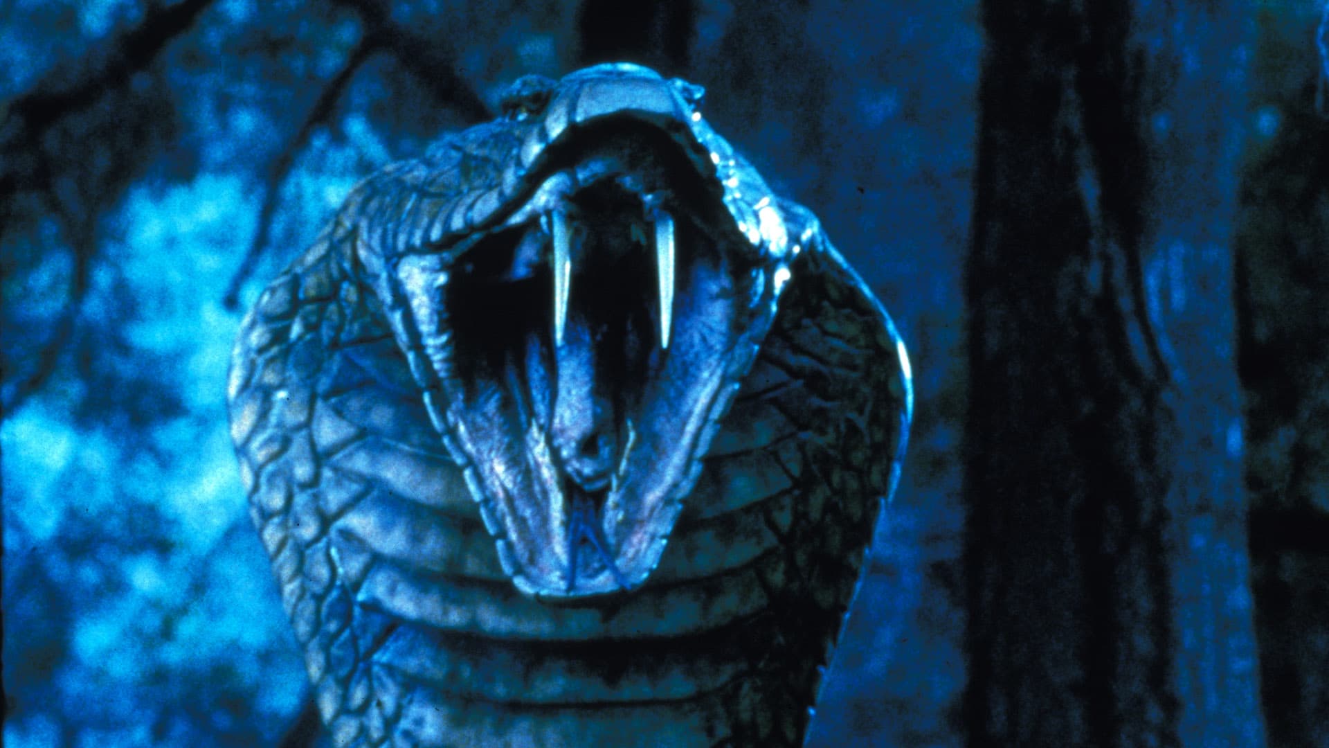 King Cobra (1999)