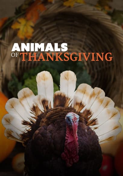 Animals of Thanksgiving